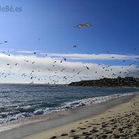 A PRAIA DAS GAIVOTAS