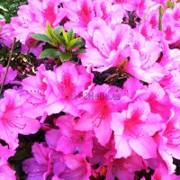 FLORES(I)