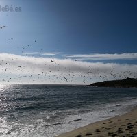 A PRAIA DAS GAIVOTAS