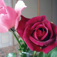 ROSAS