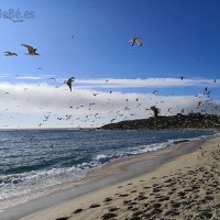 A PRAIA DAS GAIVOTAS