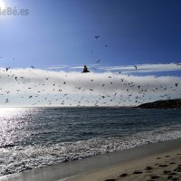 A PRAIA DAS GAIVOTAS