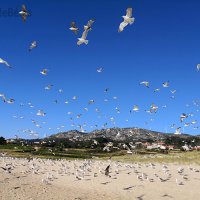 A PRAIA DAS GAIVOTAS