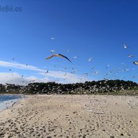 A PRAIA DAS GAIVOTAS