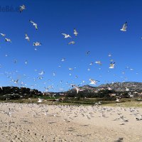 A PRAIA DAS GAIVOTAS