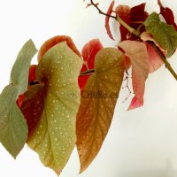 PLANTA
