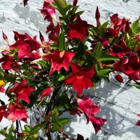FLORES(II)